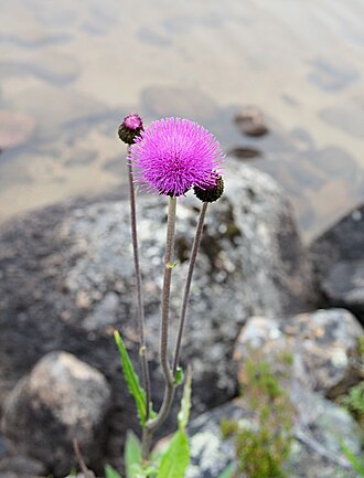 The thistle is blooming