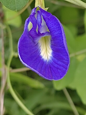 Aparajita (Clitoria ternatea) (Blue butterfly pea flower)