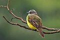 * Nomination Grey-capped flycatcher (Myiozetetes granadensis obscurior) --Charlesjsharp 10:20, 30 May 2025 (UTC) * Withdrawn  Oppose Under 2 Mpx, not sharp, looks overprocessed, sorry --Benjism89 11:49, 30 May 2025 (UTC)  Oppose Only 1,502 × 1,001 pixels --Lmbuga 14:42, 30 May 2025 (UTC) I withdraw my nomination My error in nominating. Charlesjsharp 21:18, 30 May 2025 (UTC)