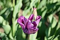 * Nomination: Tulipa cultivar "Blue Parrot" in the botanical garden in Munich, Germany --Kritzolina 07:37, 11 May 2025 (UTC) * * Review needed