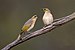 Fuscous Honeyeater.jpg