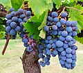 * Nomination: Black wine grapes – bunch -- -Anna.Massini 20:30, 30 May 2025 (UTC)Anna.Massini -Anna.Massini 20:30, 30 May 2025 (UTC) * * Review needed