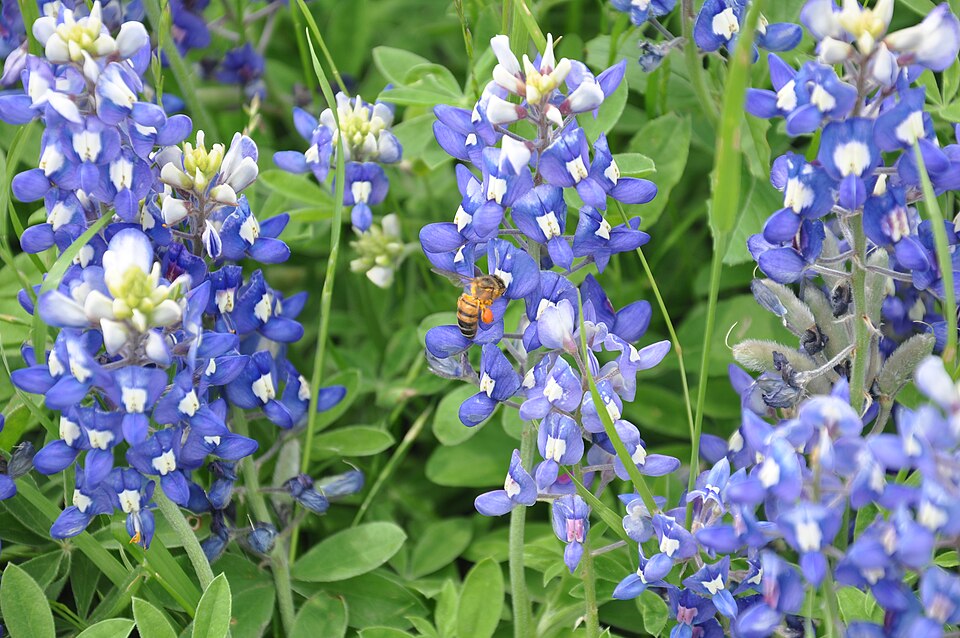 A bee pollinating the bluebonnets