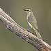 Ptilotula fusca - Glen Alice.jpg