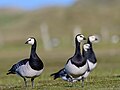 * Nomination Barnacle geese on Norderney --Stephan Sprinz 09:39, 10 May 2025 (UTC) * Promotion  Support Good quality. --Romzig 14:54, 10 May 2025 (UTC)  Support Good quality. --Ermell 20:42, 10 May 2025 (UTC)