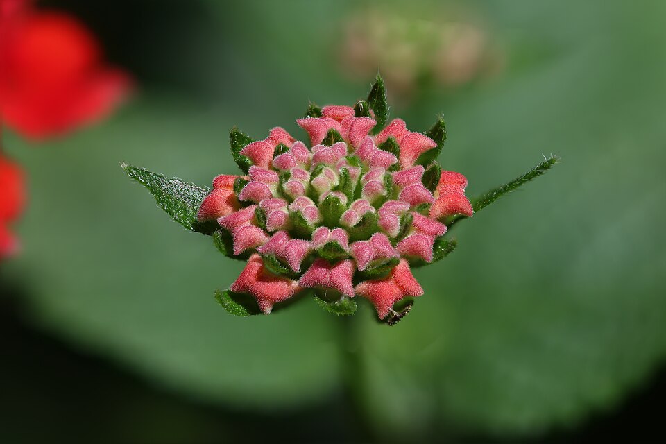 Lantana Bud (Lantana camara)