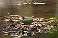 * Nomination: Asian Emerald Dove in Kuldiha Wildlife Sanctuary, Odisha, India. --Tisha Mukherjee 05:38, 31 May 2025 (UTC) * * Review needed