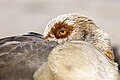 * Nomination An Egyptian goose resting in France. --Alexis Lours 19:43, 9 May 2025 (UTC) * Promotion  Support Good quality. --Romzig 20:02, 09 May 2025 (UTC)