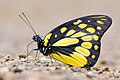 * Nomination Prioneris thestylis (Doubleday, 1842) - Spotted Sawtooth. By User:Aniruddha97350 --Atudu 09:15, 28 May 2025 (UTC) * Promotion  Support Good quality. --Rijuroy89 10:29, 30 May 2025 (UTC)