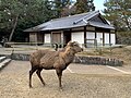 * Nomination Nara Park, Japan --Chainwit. 18:10, 22 May 2025 (UTC) * Decline  Oppose The animal looks sharp enough, but the trees in the background are blurry and have CA's. Maybe some cropped new version will look better. --Екатерина Борисова 03:24, 31 May 2025 (UTC)