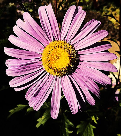 Aster; Aster L