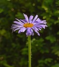 * Nomination Erigeron glaucus --Ввласенко 06:44, 31 May 2025 (UTC) * Promotion  Support Good quality. --Lvova 08:08, 31 May 2025 (UTC)