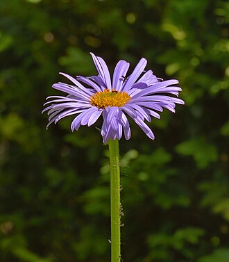 Erigeron glaucus
