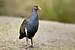 Tasmanian Native-hen - Adventure Bay.jpg