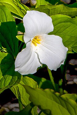 Wild Trillium