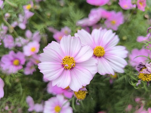 Cosmos at the Hong Kong Flower Show 2025