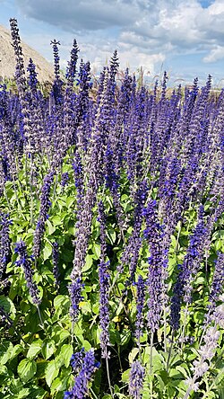 Dancing lavenders