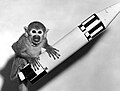 Squirrel monkey "Baker" rode a Jupiter IRBM into space and back in 1959. See w:ru:Юпитер (ракета)