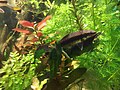 * Nomination: Seaquarium in Saint Petersburg --Lvova 10:46, 25 May 2025 (UTC) * * Review needed