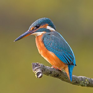 Alcedo atthis (Common Kingfisher)