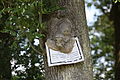 callusing, wall off at a Fraxinus excelsior