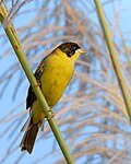 * Nomination Black-headed bunting (Emberiza melanocephala). By User:Mdkshots --Moheen 09:15, 9 May 2025 (UTC) * Promotion  Support Good quality. --Harlock81 10:29, 9 May 2025 (UTC)