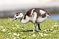 * Nomination Juvenile Egyptian goose in France. --Alexis Lours 08:16, 10 May 2025 (UTC) * Promotion  Support Good quality. --FlocciNivis 09:04, 10 May 2025 (UTC)