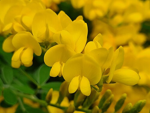 Yellow flowers
