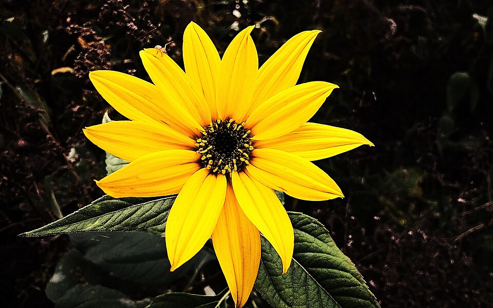 Helianthus tuberosus; słonecznik bulwiasty
