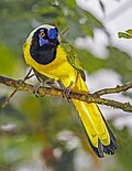 * Nomination Inca jay (Cyanocorax yncas) --Charlesjsharp 10:20, 30 May 2025 (UTC) * Promotion  Support Good quality. --Lmbuga 14:44, 30 May 2025 (UTC)