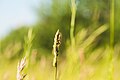 * Nomination An Oblong Running Spider on Orchard Grass in the nature reserve Südliche Fröttmaninger Heide --FlocciNivis 17:02, 6 May 2025 (UTC) * Promotion Good quality. --Kritzolina 06:07, 10 May 2025 (UTC)