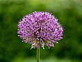 * Nomination Blossom of an ornamental leek with water droplets --Ermell 05:24, 10 May 2025 (UTC) * Promotion  Support Good quality. --Tournasol7 05:43, 10 May 2025 (UTC)