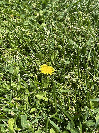 Bright yellow Dandelion