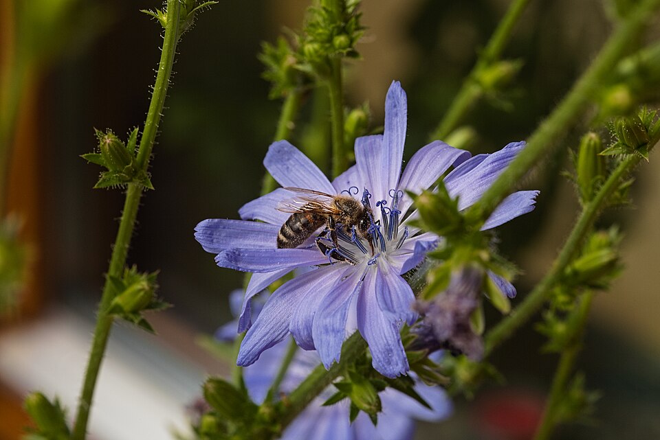 Chicory (Cichorium intybus) in bloom with honeybee in a garden, northern Germany