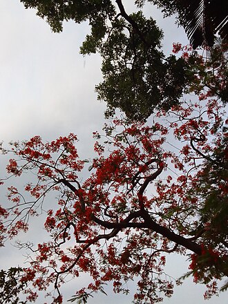Delonix regia flowers in prior to evening in a park of Howrah City