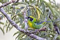 * Nomination Green-and-gold tanager (Tangara schrankii) --Charlesjsharp 10:20, 30 May 2025 (UTC) * Promotion  Support Good quality. --Poco a poco 15:18, 30 May 2025 (UTC)