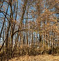 * Nomination "Erlenbruch" ('alder swamp') natural monument near Unterhohenried --Plozessor 03:33, 11 May 2025 (UTC) * Promotion  Support Good quality. --Jakubhal 03:42, 11 May 2025 (UTC)