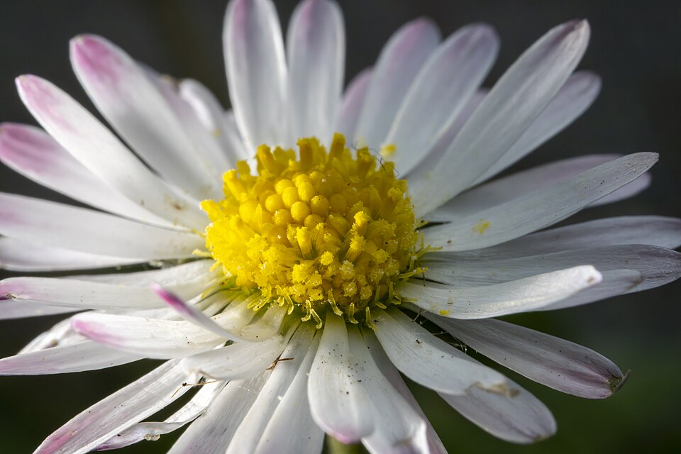 Daisy flower with pink