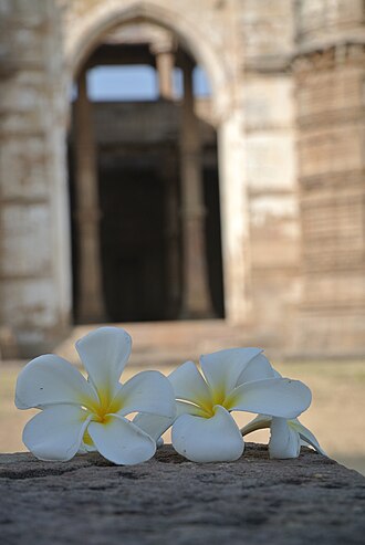 Frangipani flowers at the arch