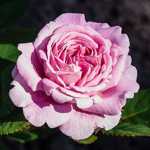 Flower of a Rosa 'Rosengräfin Marie Henriette' in the City Park of Winschoten.