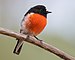 Scarlet Robin- Mortimer Bay.jpg