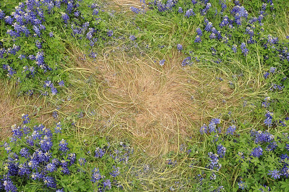 Trampled ground where people sit to take pictures among the bluebonnets