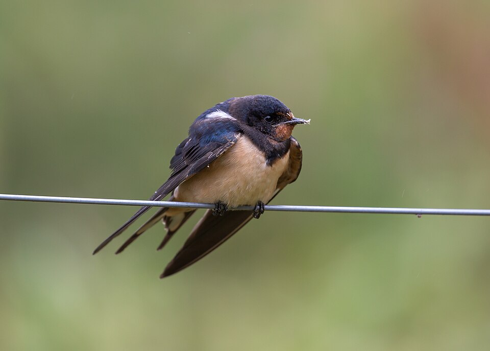 File:Hirundo rustica Ormoz.jpg