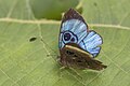* Nomination Loruhama eyemark (Mesosemia loruhama) male --Charlesjsharp 11:12, 11 May 2025 (UTC) * Promotion  Support Good quality. --Alexander-93 12:15, 11 May 2025 (UTC)