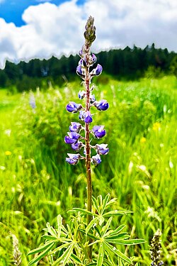 Lupine in the Flatirons of the Rockies in Boulder, CO, USA