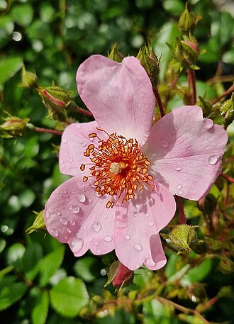Rosa 'See you in Rosé'