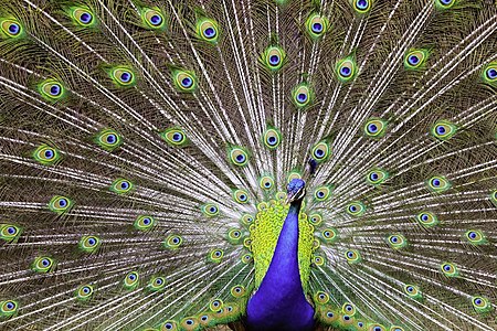 Pavo cristatus (Indian Peafowl)