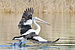 Pelecanus conspicillatus - Austins Ferry pouncing 1.jpg