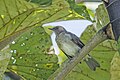 * Nomination Black-billed thrush (Turdus ignobilis debilis) --Charlesjsharp 09:33, 22 May 2025 (UTC) * Promotion Good quality. --Milseburg 11:41, 29 May 2025 (UTC)