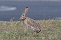 * Nomination A Black-tailed Jackrabbit (Lepus californicus) South Padre Island, Texas, USA. --Needsmoreritalin 23:40, 9 May 2025 (UTC) * Promotion  Support Good quality. --Lmbuga 00:10, 10 May 2025 (UTC)